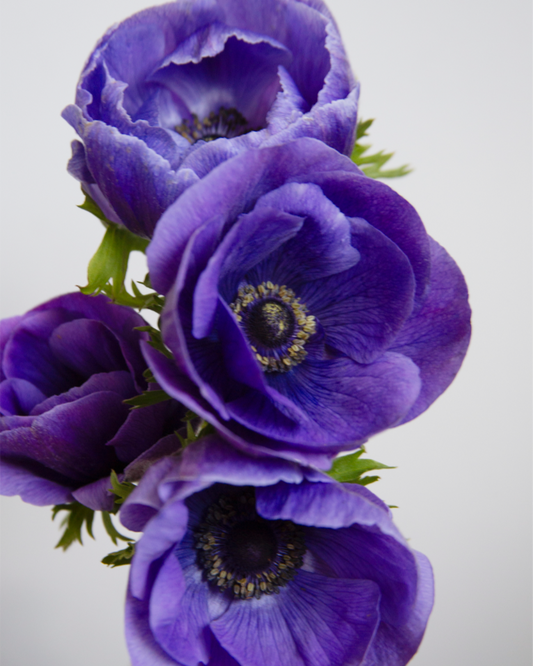 Anemone Blu