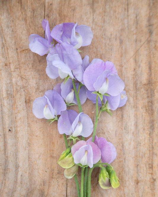 Sweet Pea Blue Celeste