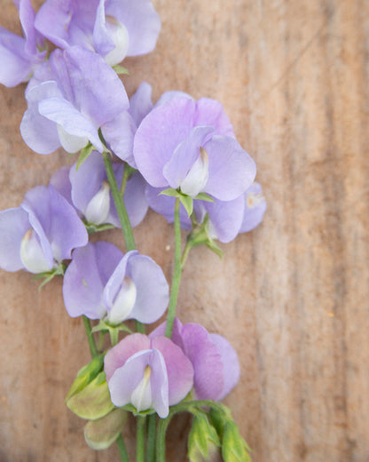 Sweet Pea Blue Celeste