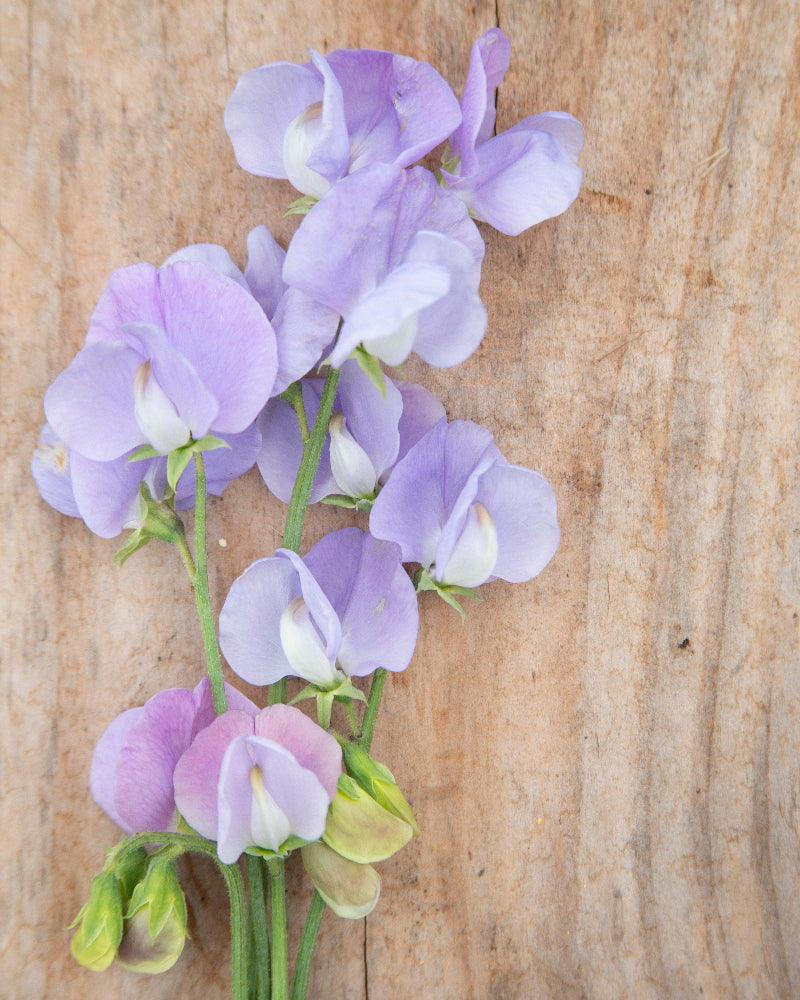 Sweet Pea Blue Celeste