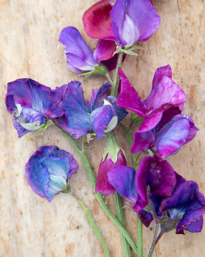 Sweet Pea Blue Shift