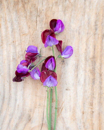 Sweet Pea Blue Reflections