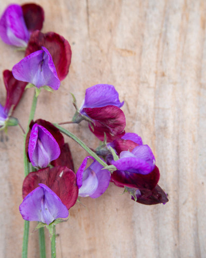 Sweet Pea Blue Reflections