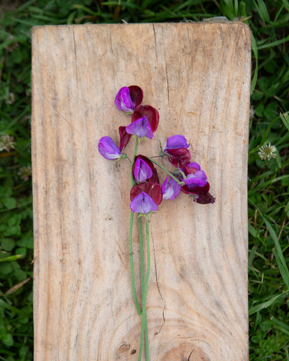 Sweet Pea Blue Reflections