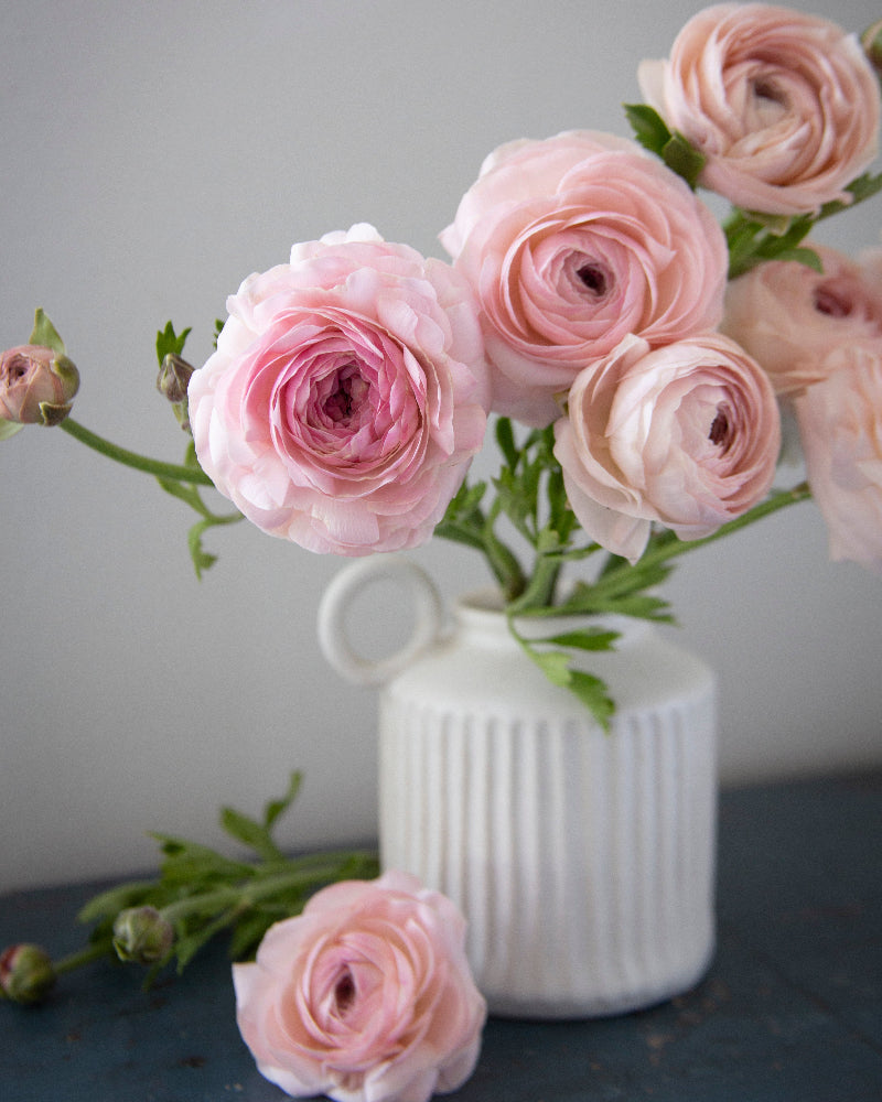 Ranunculus Romance Seine