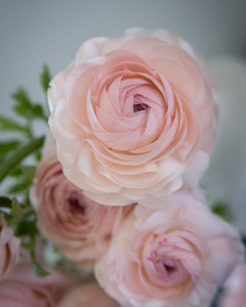 Close-up of pink ranunculus with a blurred background