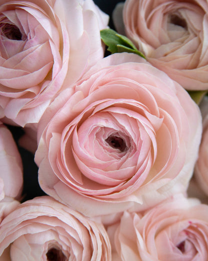 Close-up of pink flowers with a soft focus background