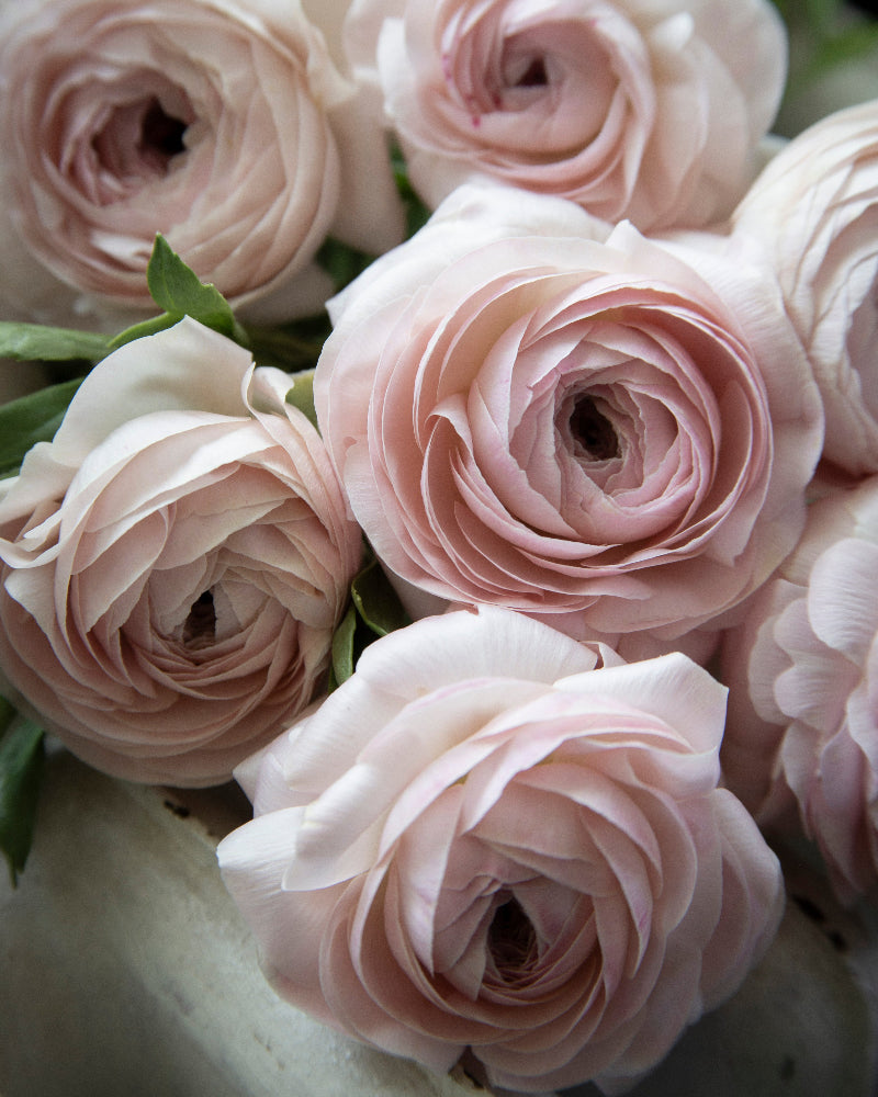 Close-up of pink ranunculus with green leaves