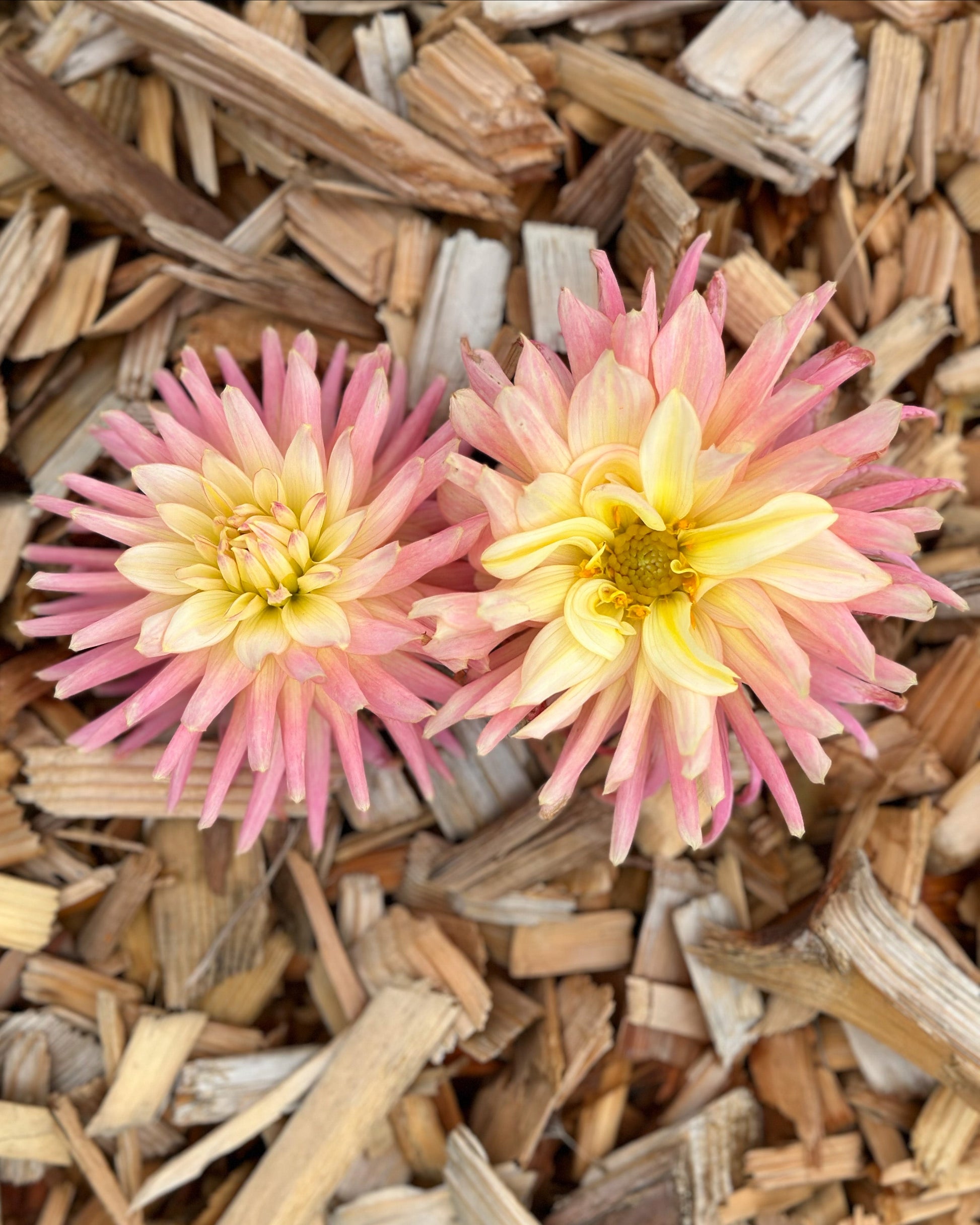 Two pink and yellow flowers on a bed of wood chips