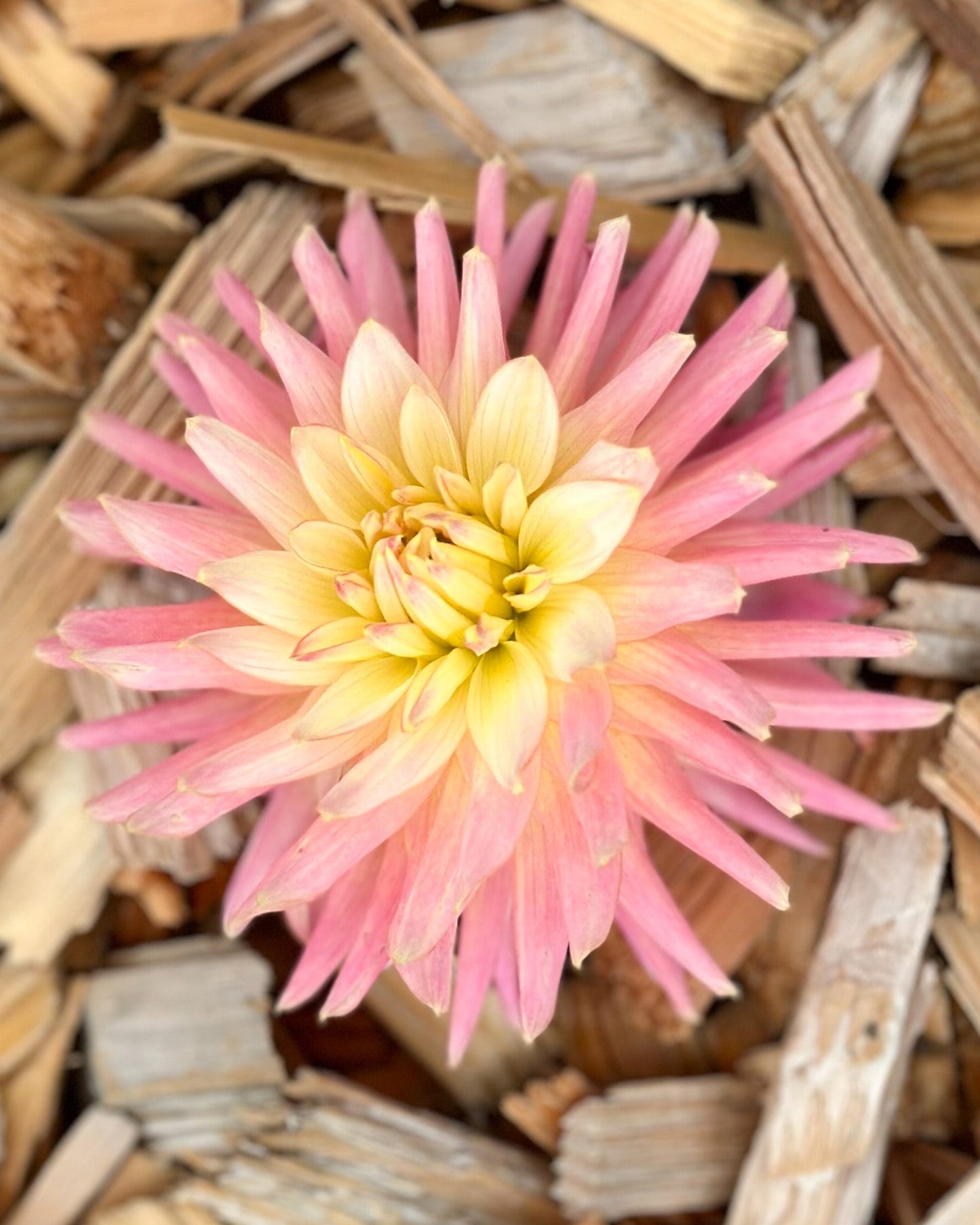 Pink and yellow flower on a bed of wood chips