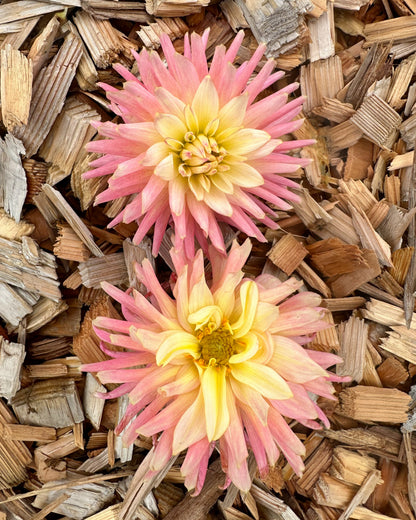 Two pink flowers on a bed of wood chips