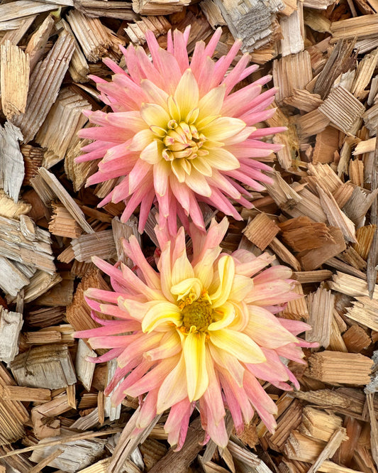 Two pink flowers on a bed of wood chips