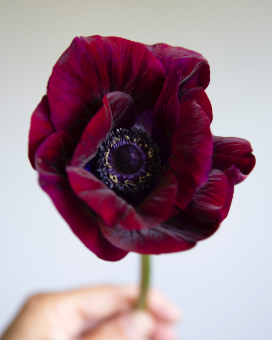 Anemone Bordeaux