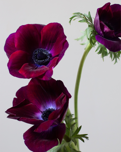 Anemone Bordeaux