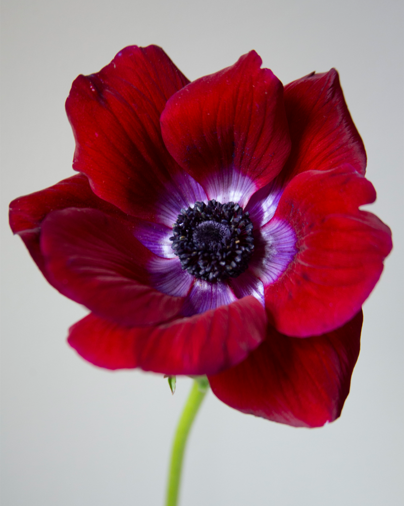 Anemone Bordeaux