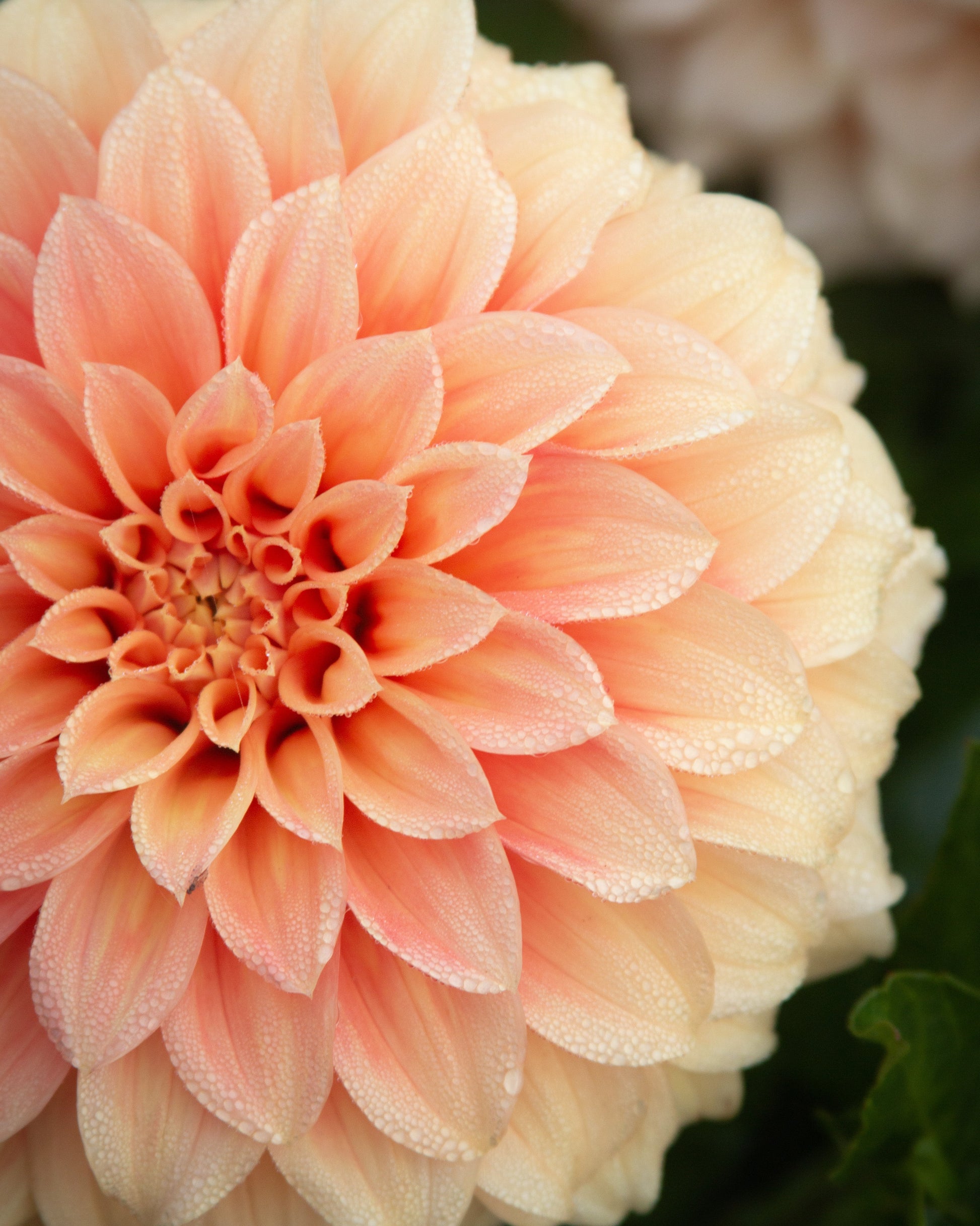 Close-up of a peach-colored flower with a soft focus background