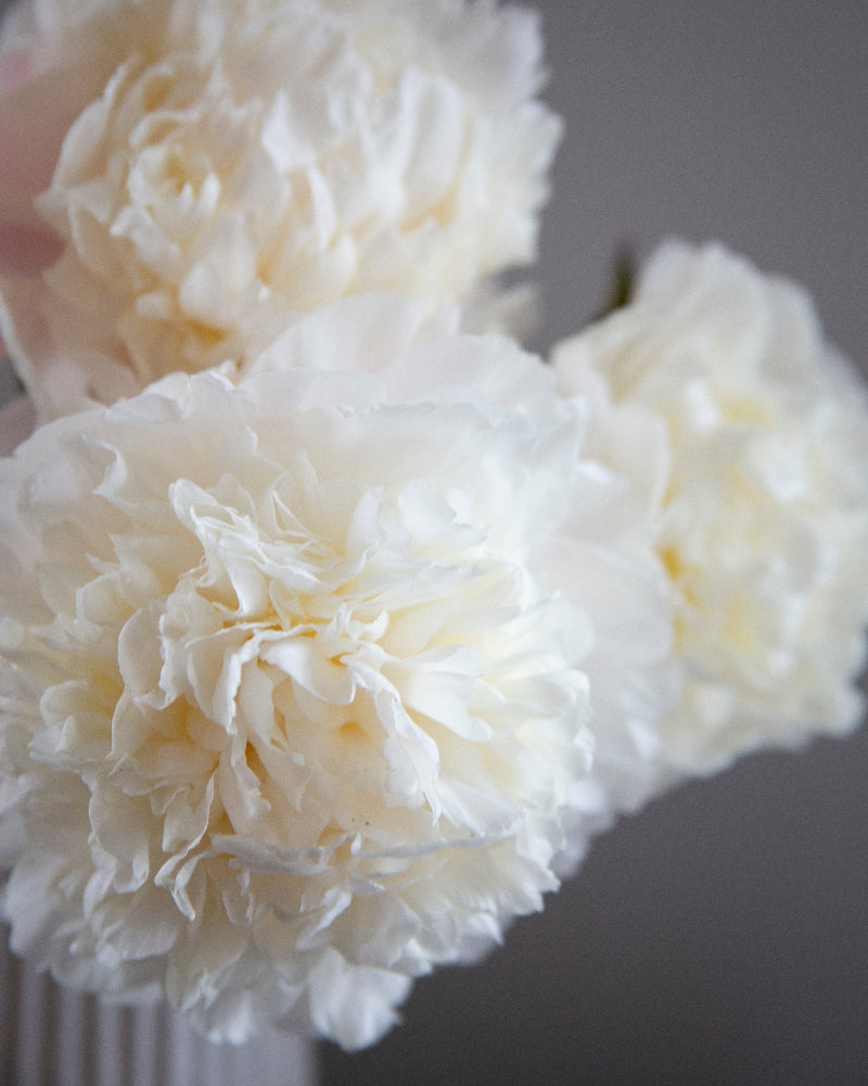 Close-up of white peony flowers with a blurred gray background