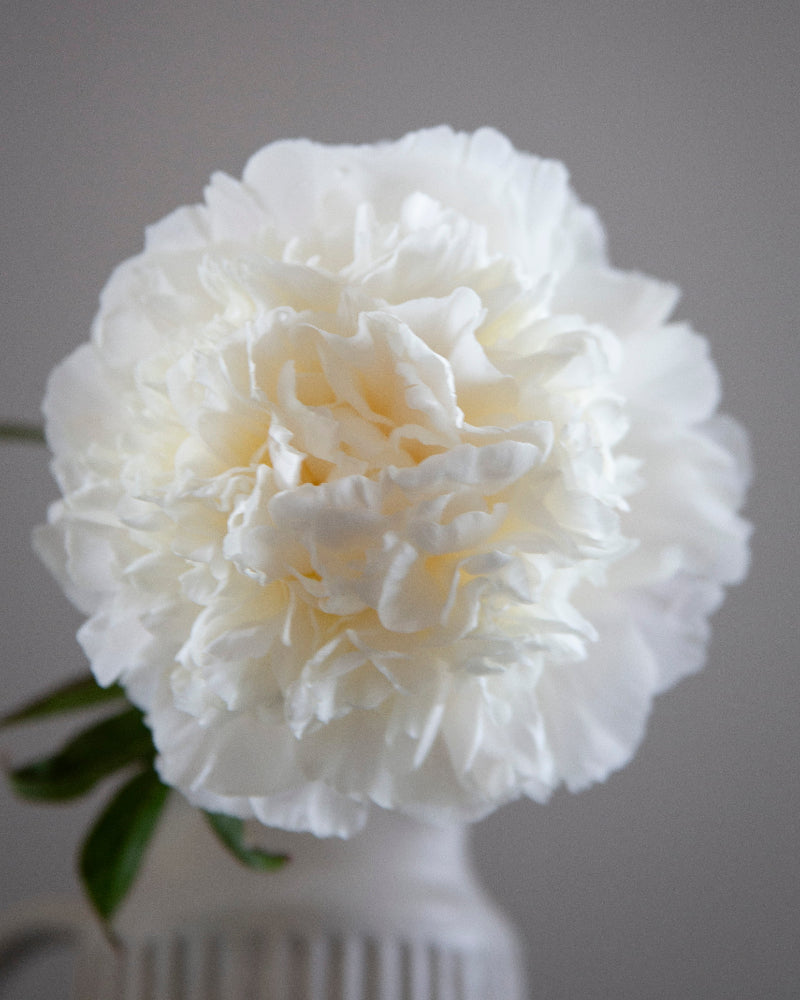 White peony flower in a vase against a gray background