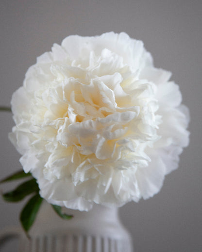 White peony flower in a vase against a gray background