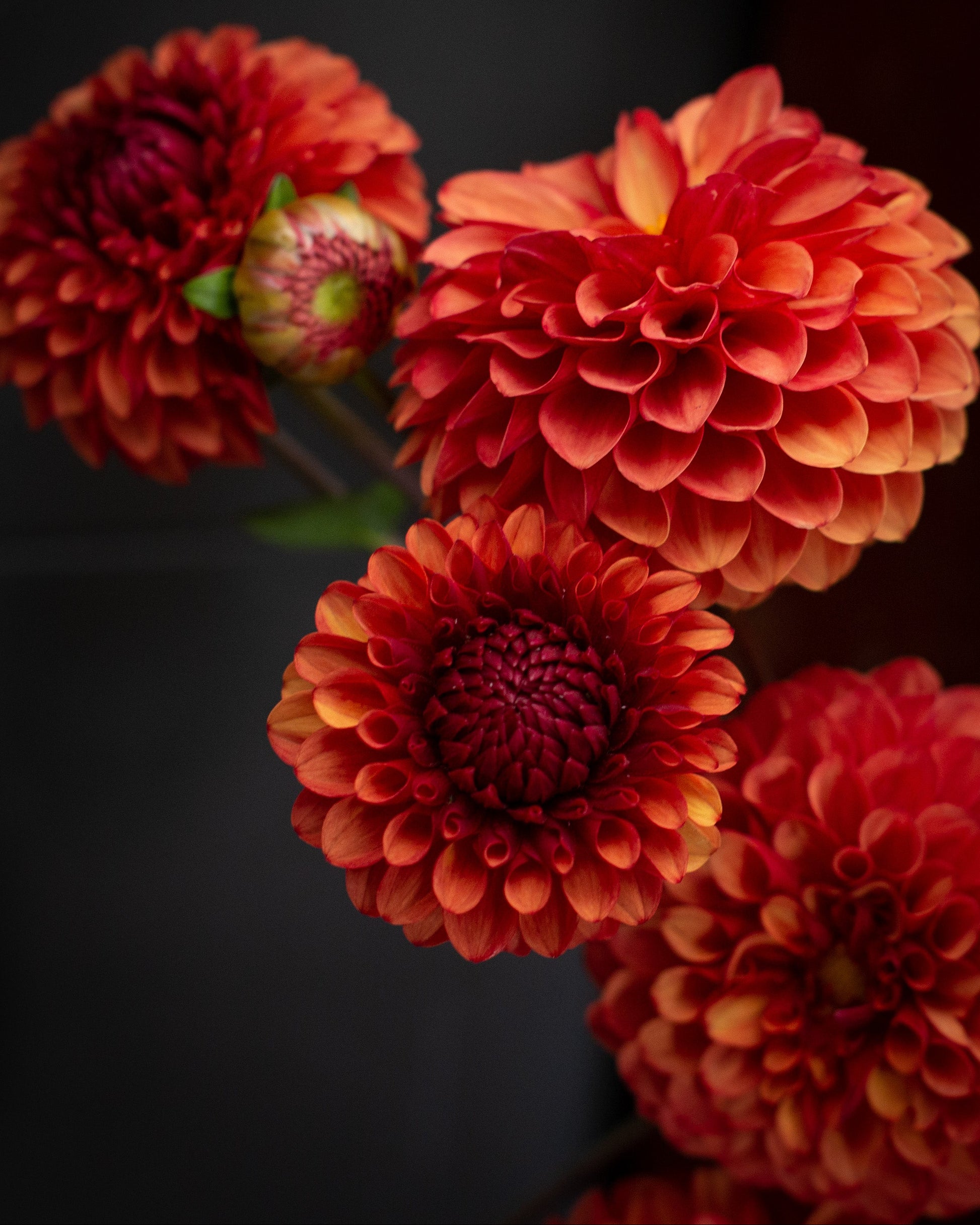 Close-up of vibrant red and orange flowers against a dark background