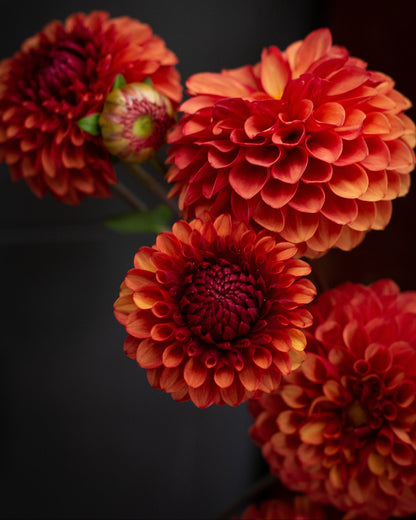 Close-up of vibrant red and orange flowers against a dark background