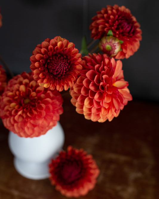 Red and orange flowers in a white vase on a dark background