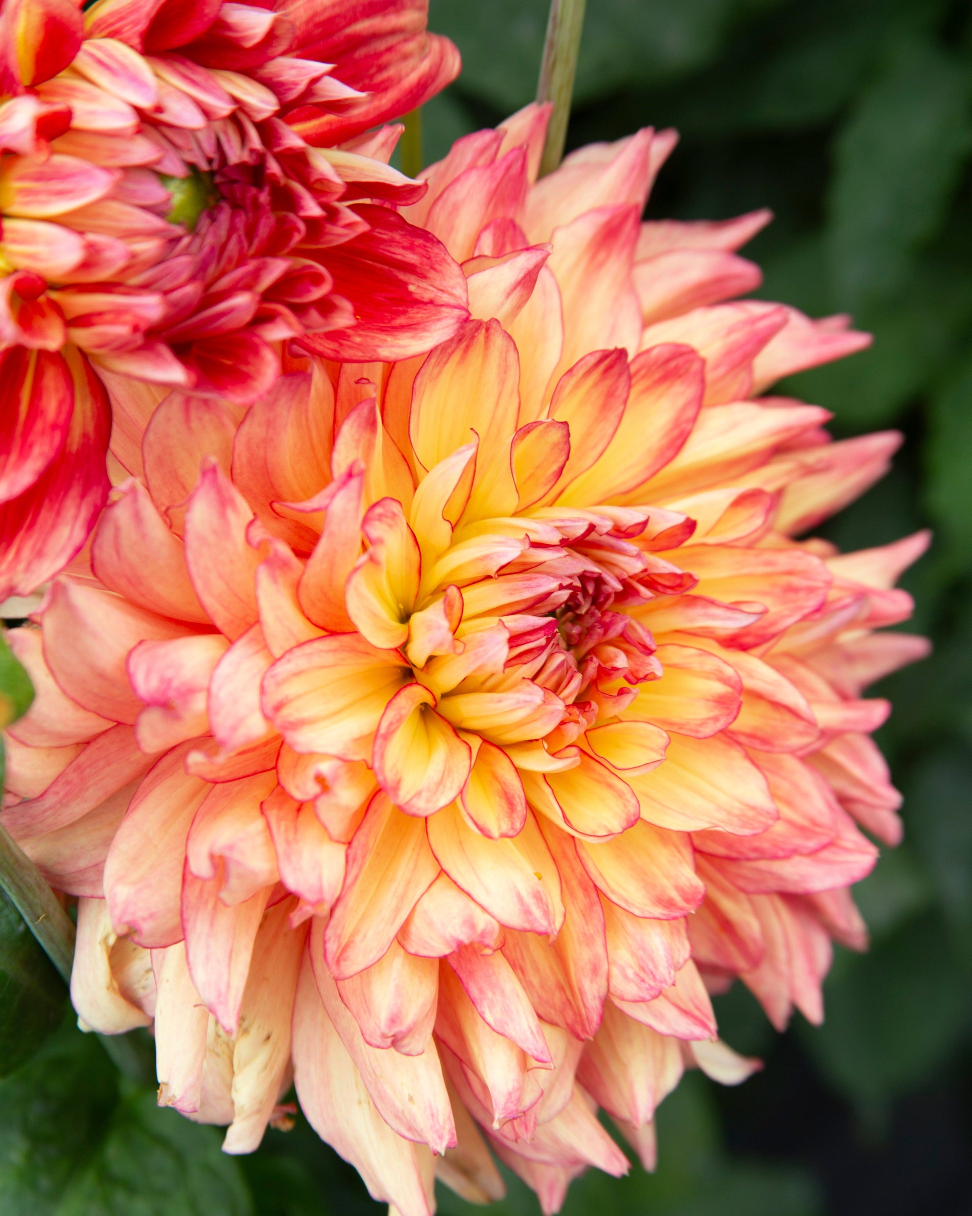 Close-up of a pink and yellow flower with a blurred green background