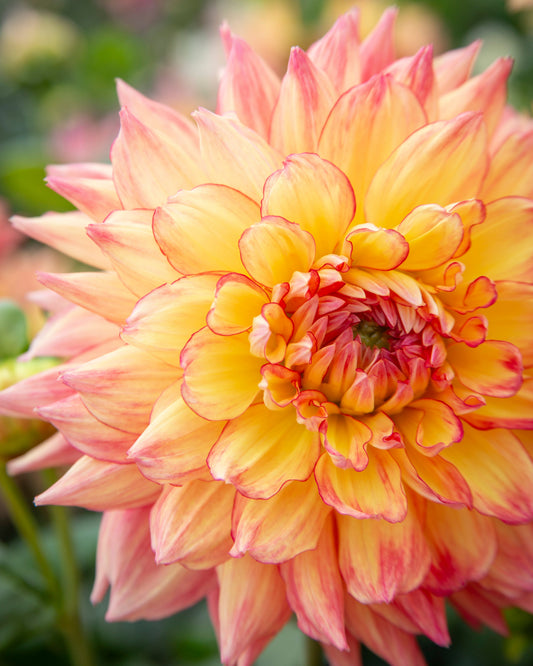 Close-up of a vibrant yellow and pink flower with a blurred green background