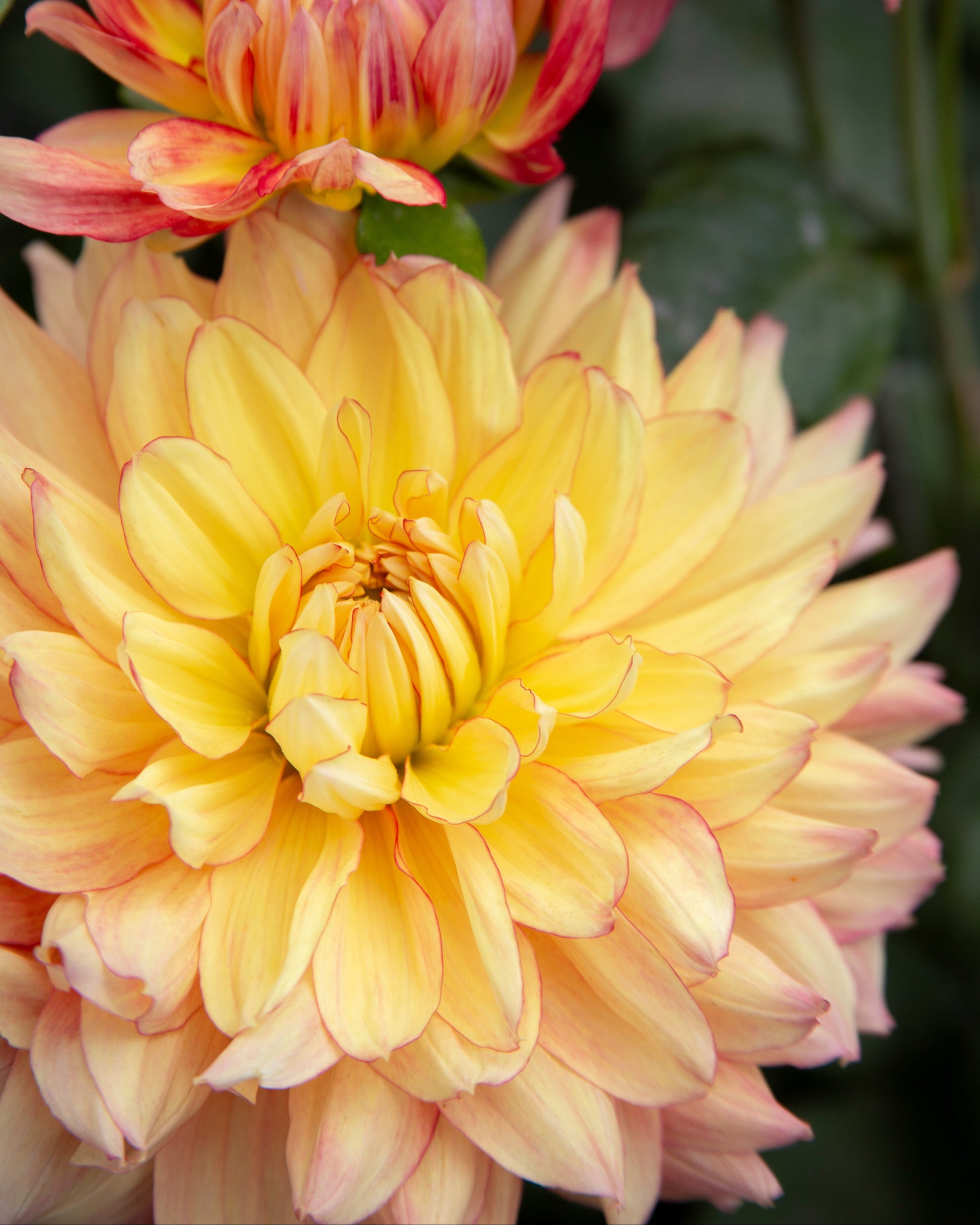 Close-up of a yellow flower with pinkish petals, surrounded by green leaves.