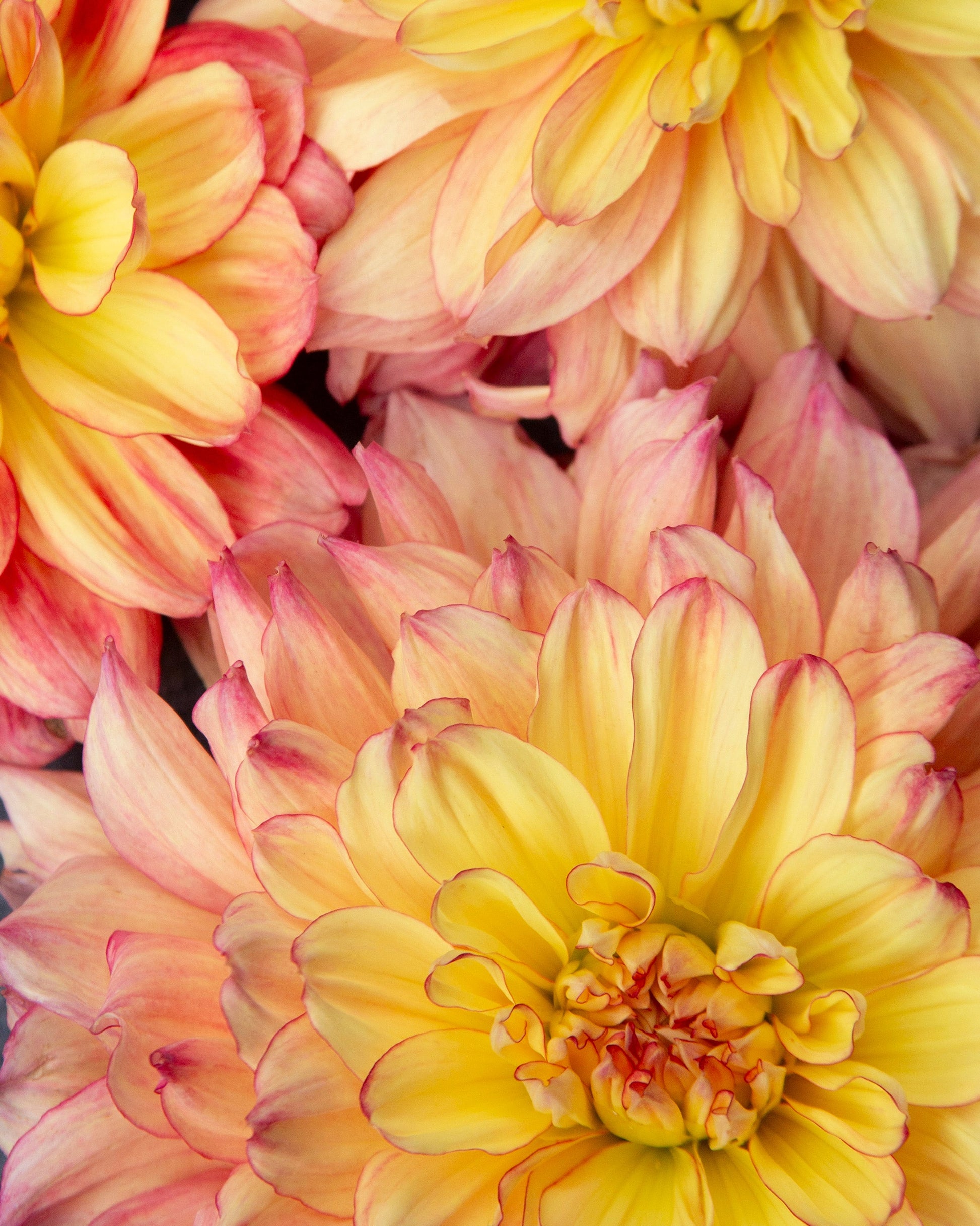 Close-up of yellow and pink flowers with a soft focus background