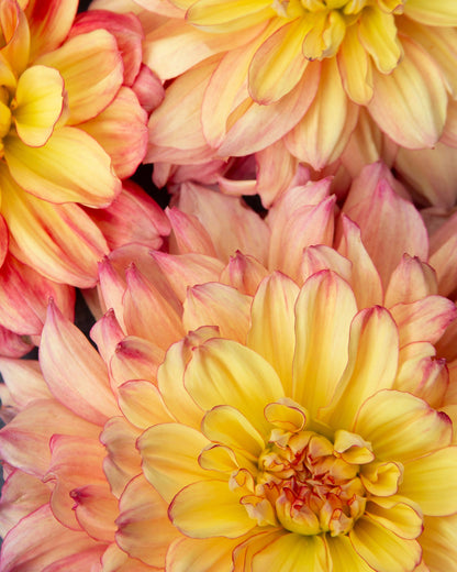 Close-up of yellow and pink flowers with a soft focus background