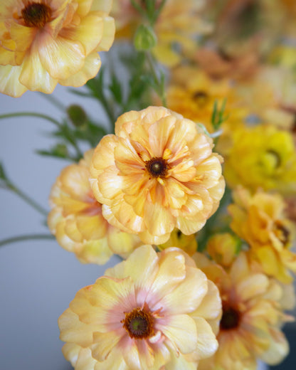Close-up of yellow flowers with a blurred background