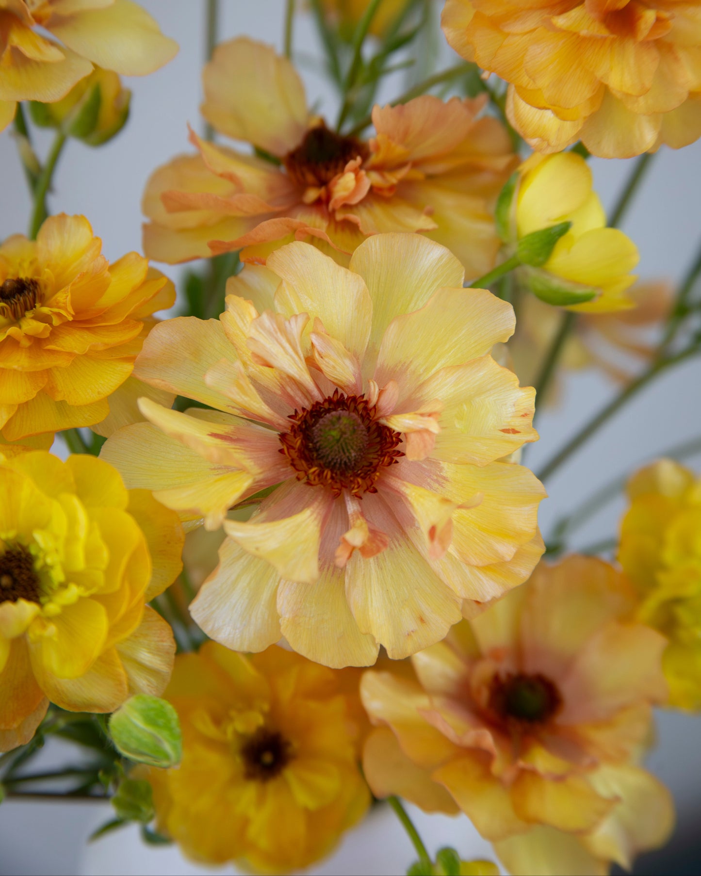 Close-up of yellow flowers with a blurred background