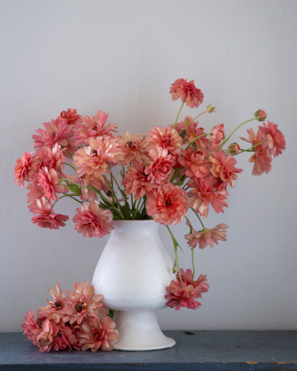 Butterfly Ranunculus Graces