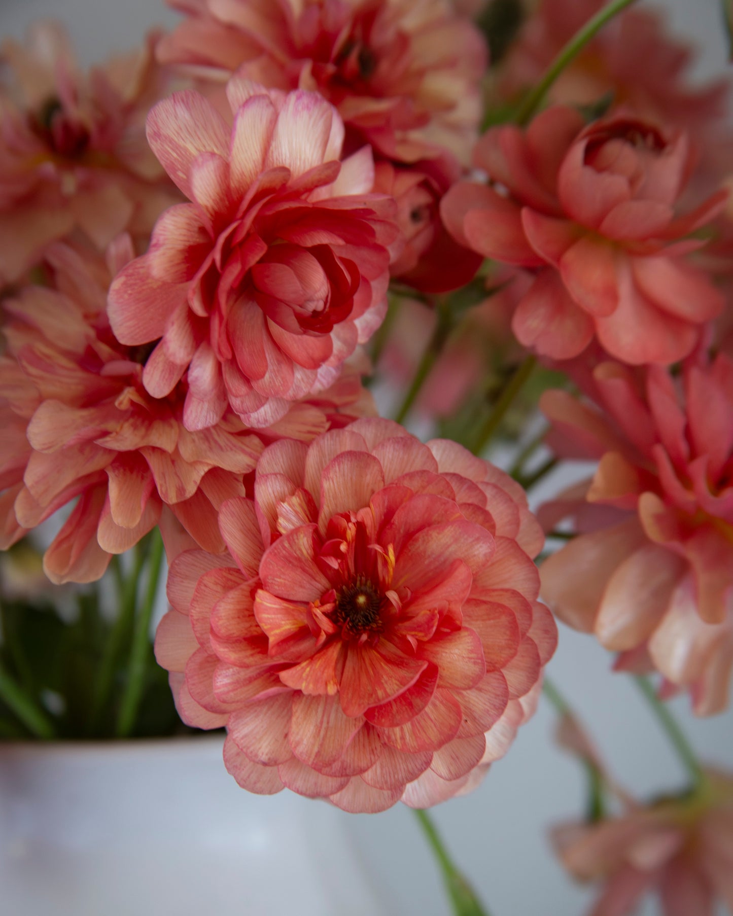 Close-up of pink flowers with a blurred white background