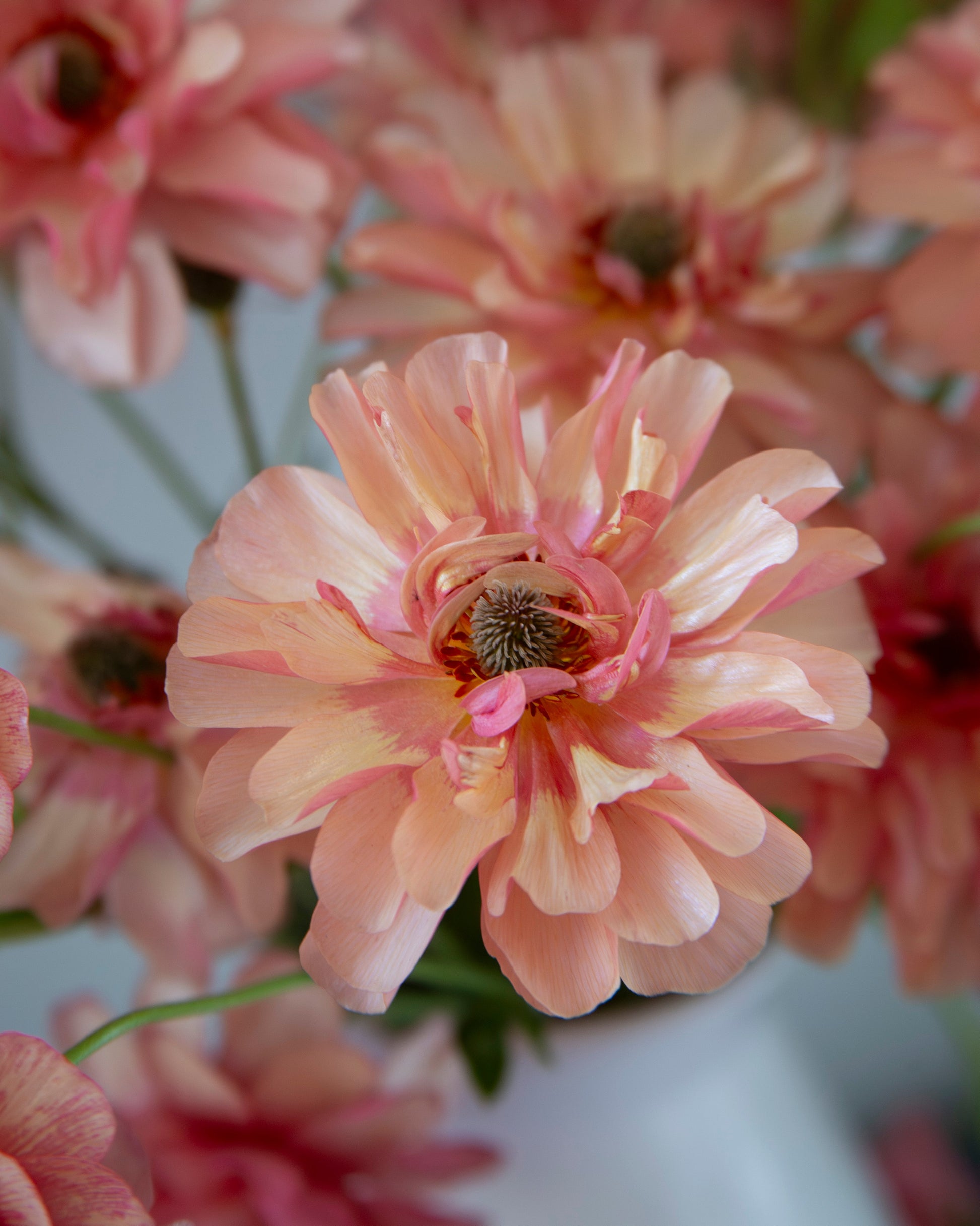 Close-up of pink flowers with a blurred background