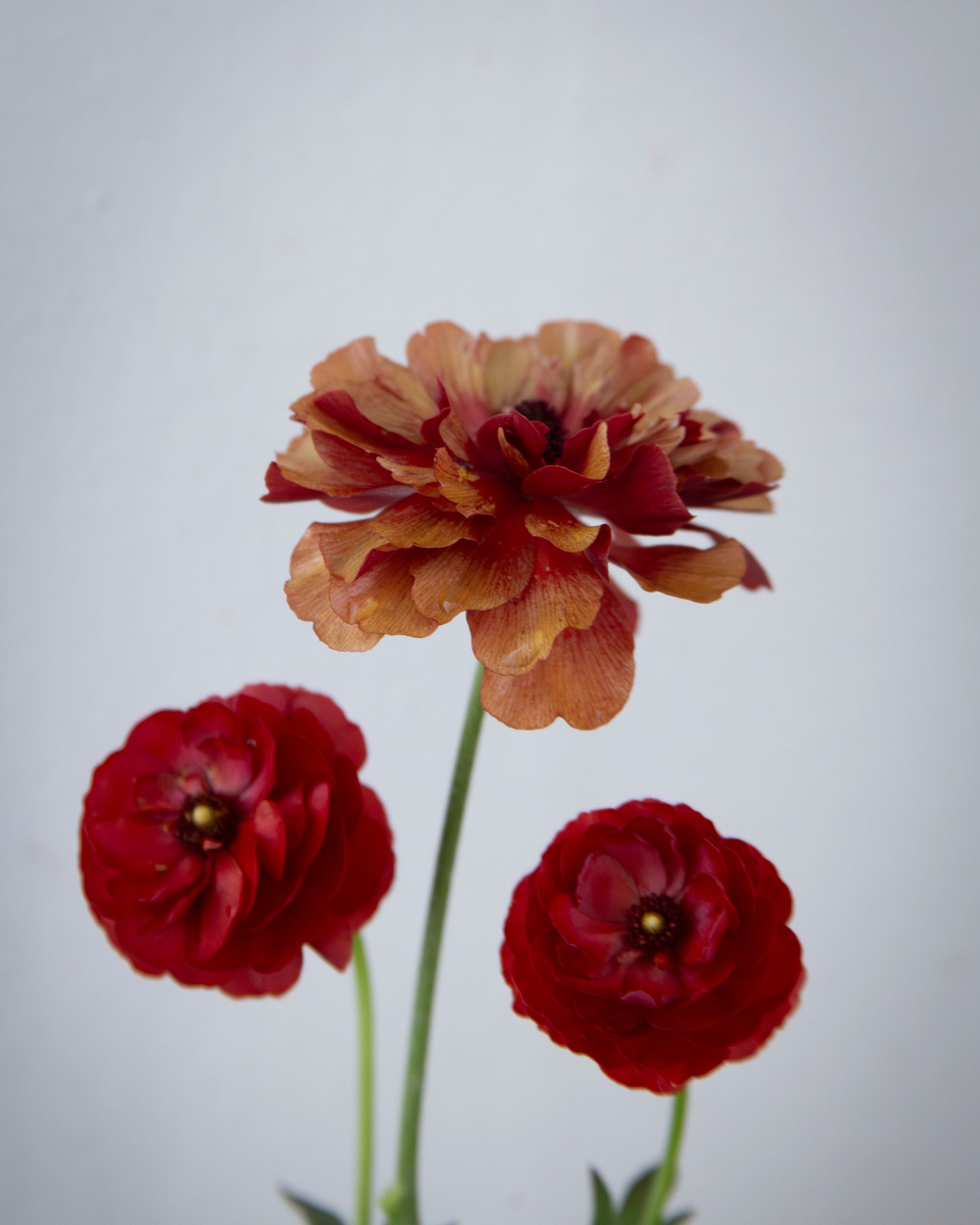 Three flowers, two red and one orange, on a plain background