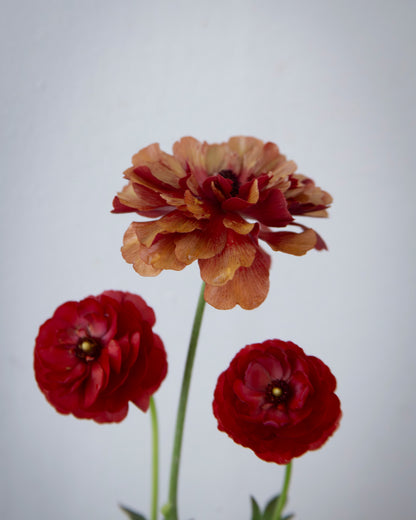 Three flowers, two red and one orange, on a plain background