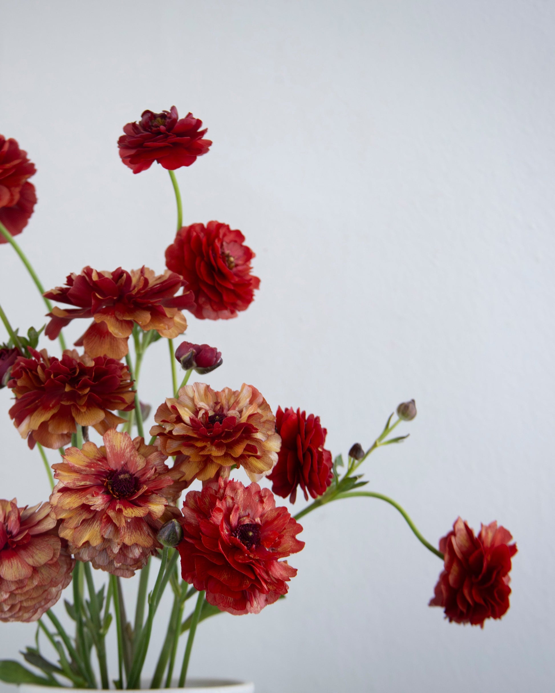 Bouquet of red and orange flowers on a light gray background
