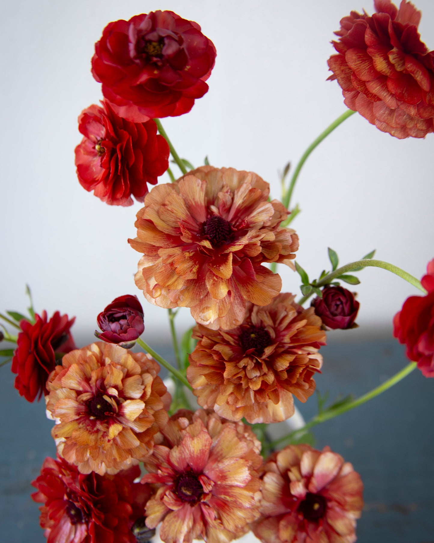 Bouquet of red and brown flowers in a white vase against a light gray background