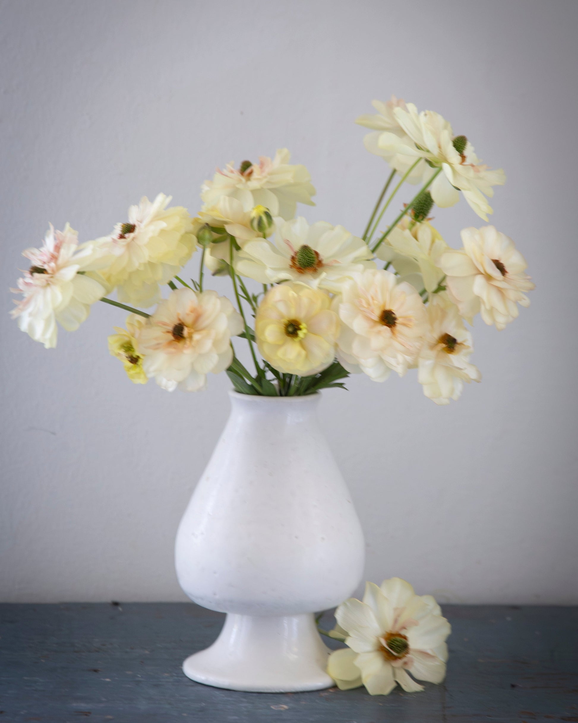 White vase with cream-colored flowers on a gray surface against a gray background