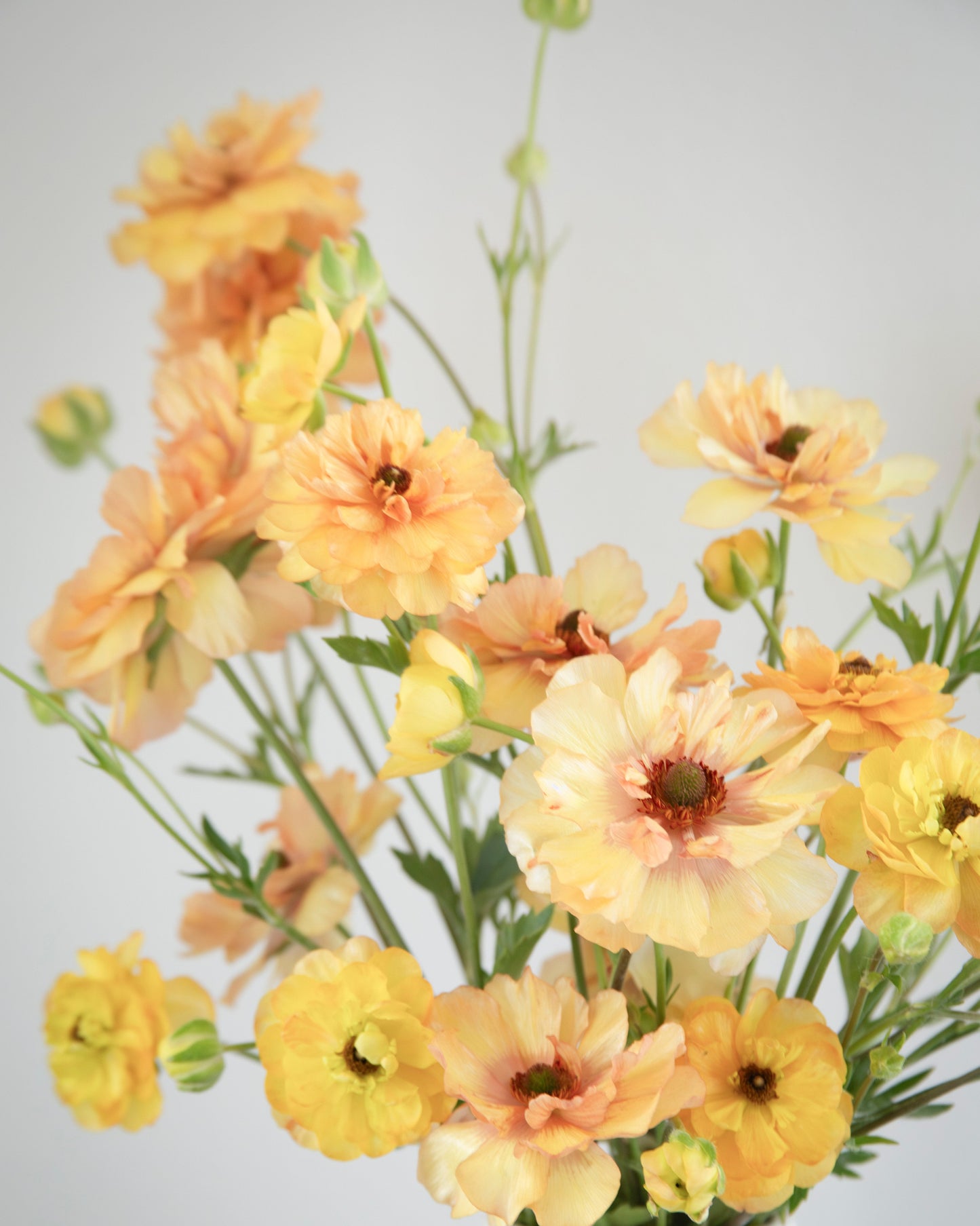 Bouquet of yellow flowers in a white vase on a light gray background