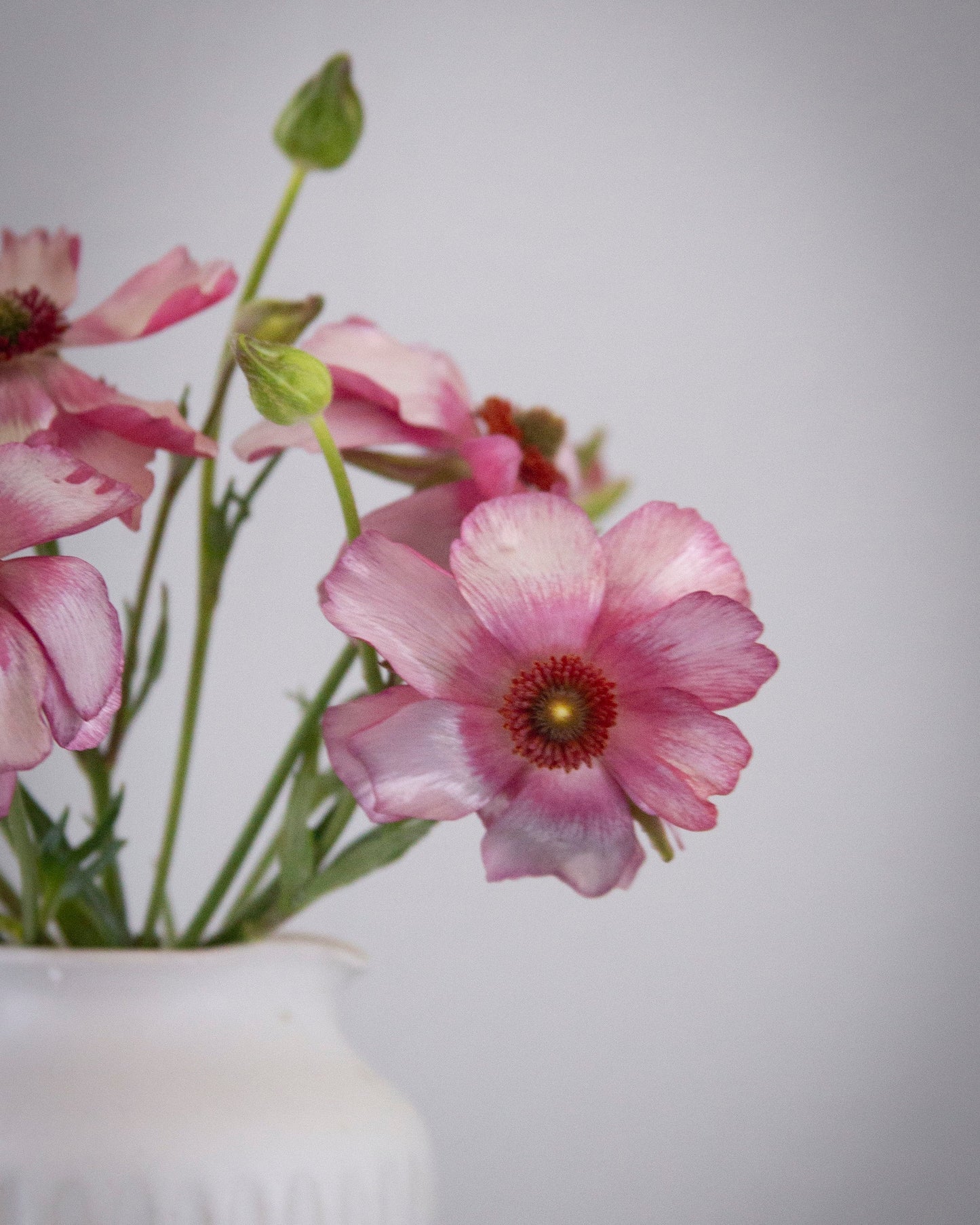 Pink flowers in a white vase against a light gray background
