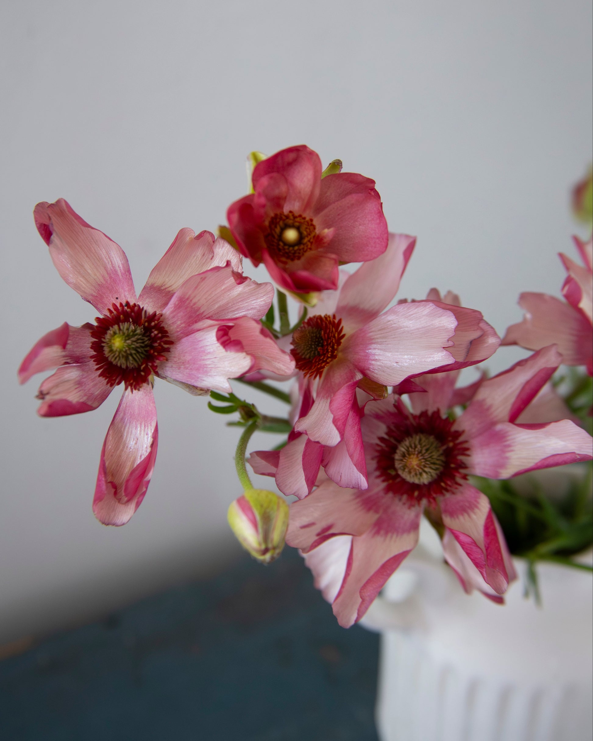 Pink flowers in a white vase against a plain background