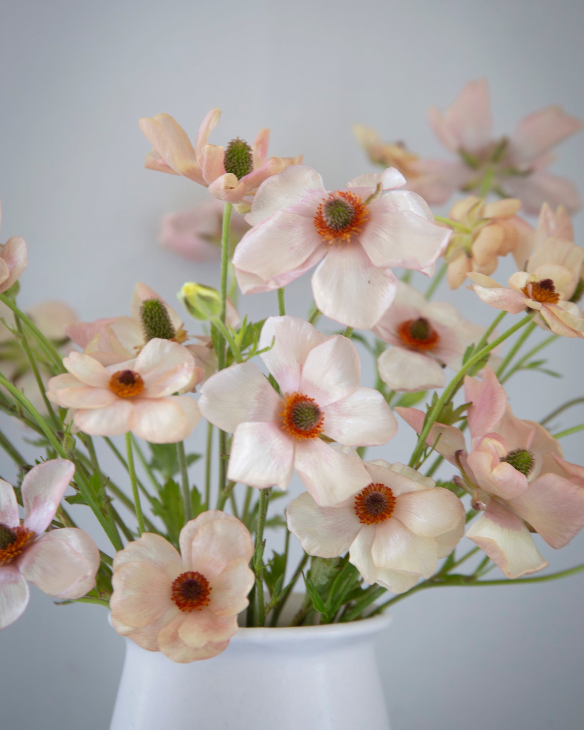 Bouquet of white flowers with green stems in a white vase against a light gray background