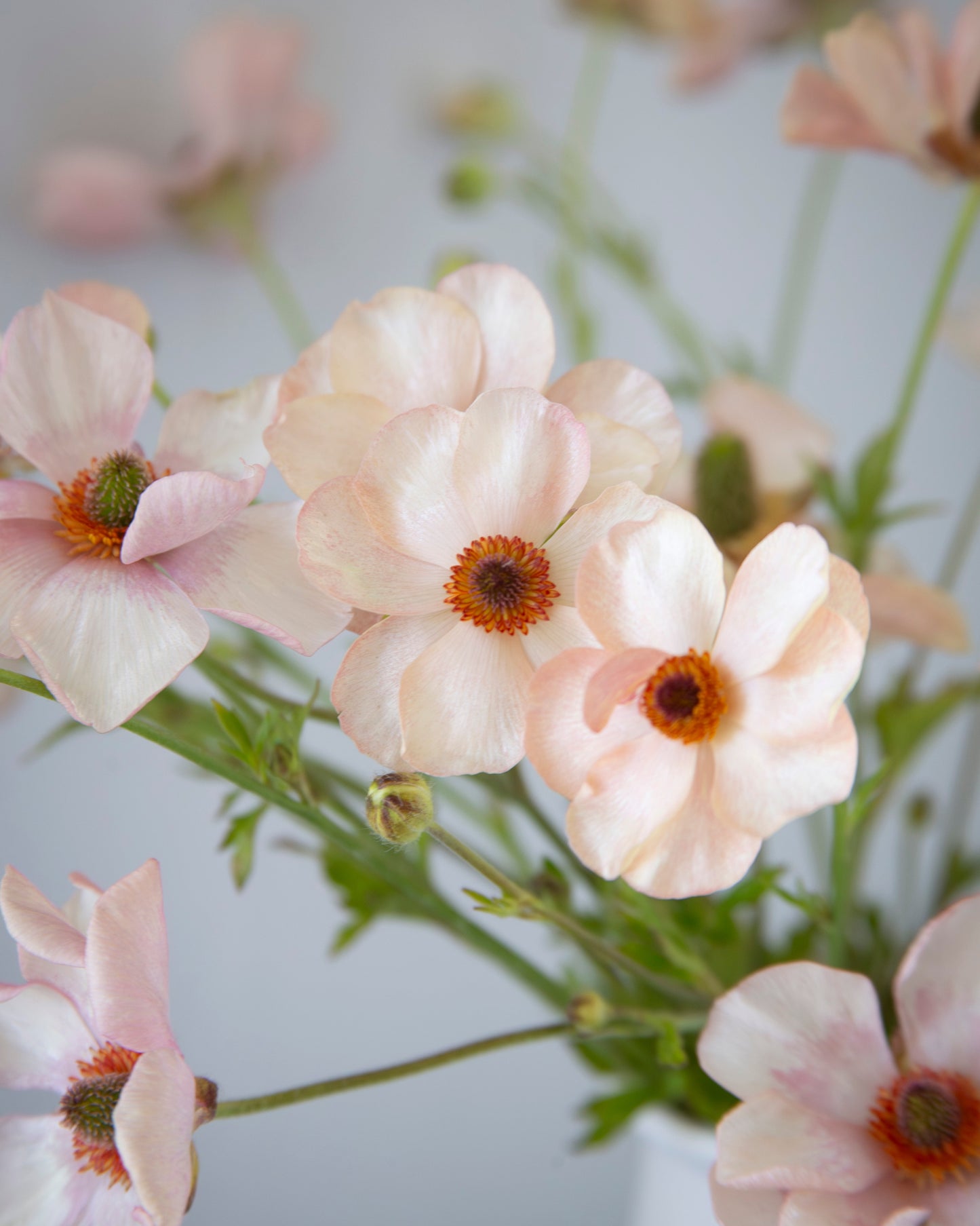 Close-up of white flowers with orange centers on a light gray background