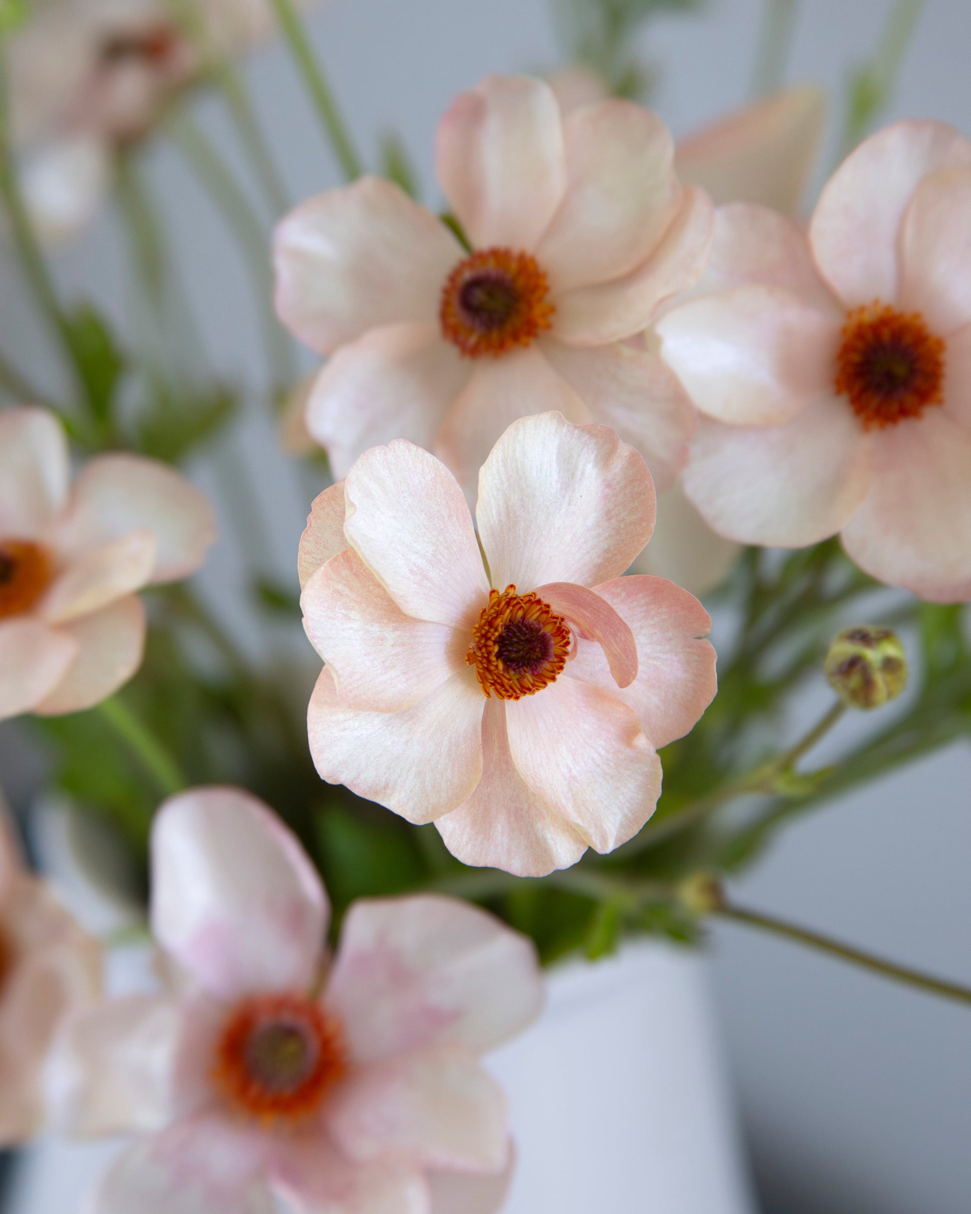 Close-up of light pink flowers with brown centers in a white vase against a blurred background
