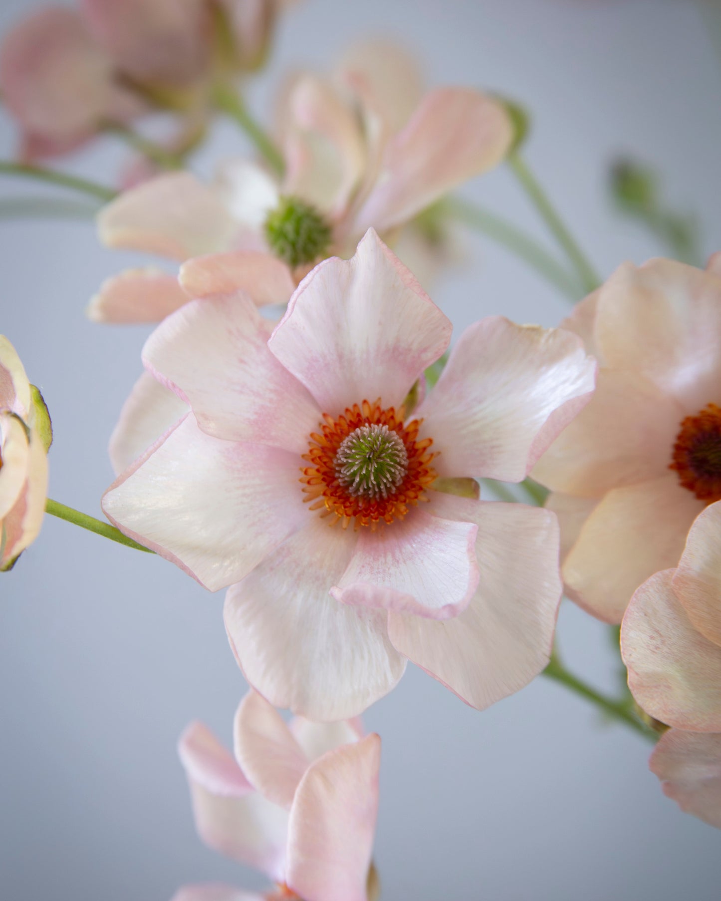 Close-up of a light pink flower with a blurred background