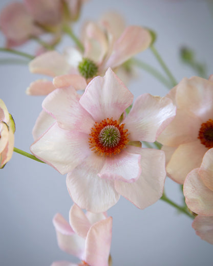 Close-up of a light pink flower with a blurred background