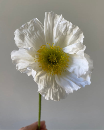 Hummingbird Poppy Mix